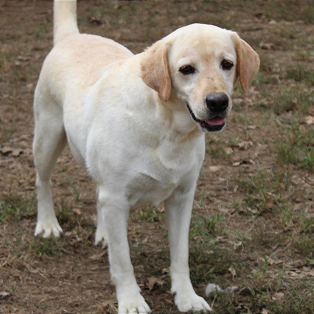 Enlarge Rivers, a Adoptable Yellow Labrador Retriever in West Point, MS image 6/6