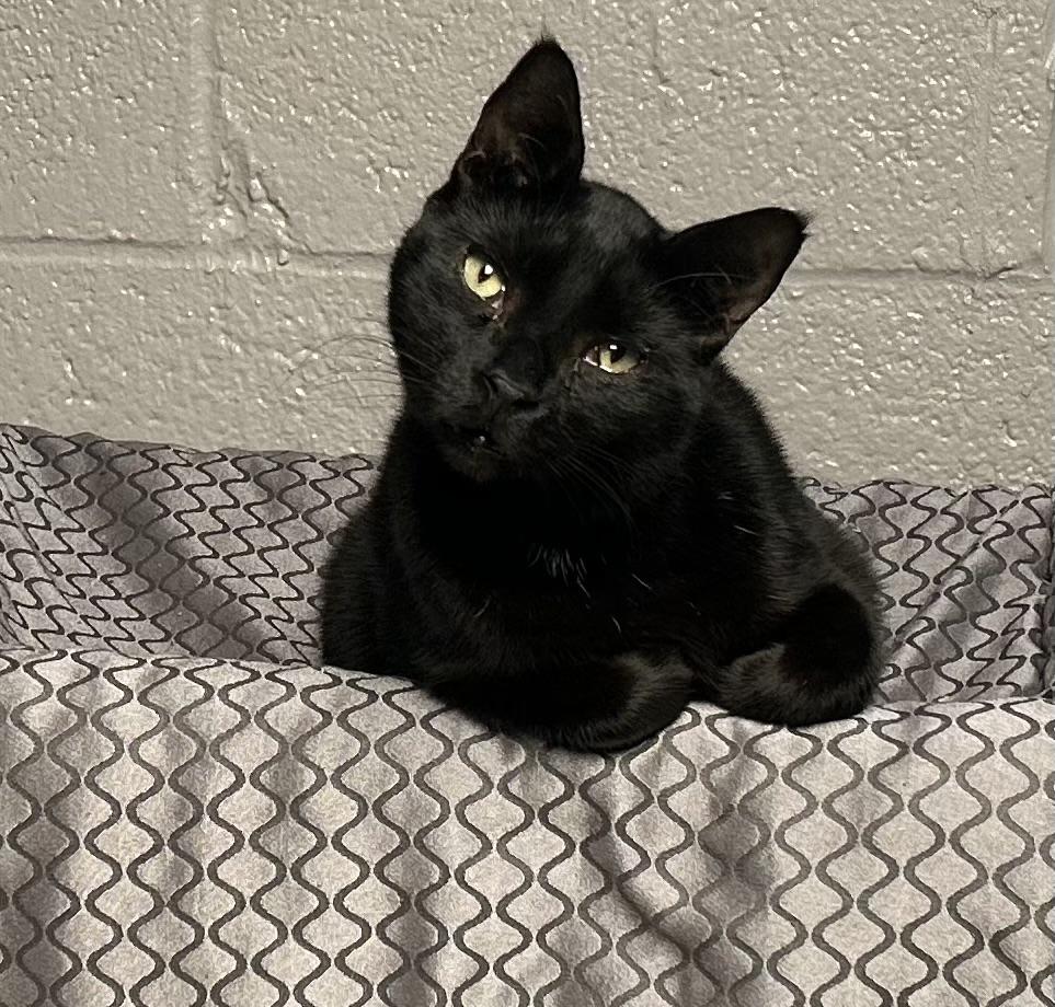 Enlarge Lefty, a ADOPTABLE Domestic Short Hair in Whitehall, PA image 1/3