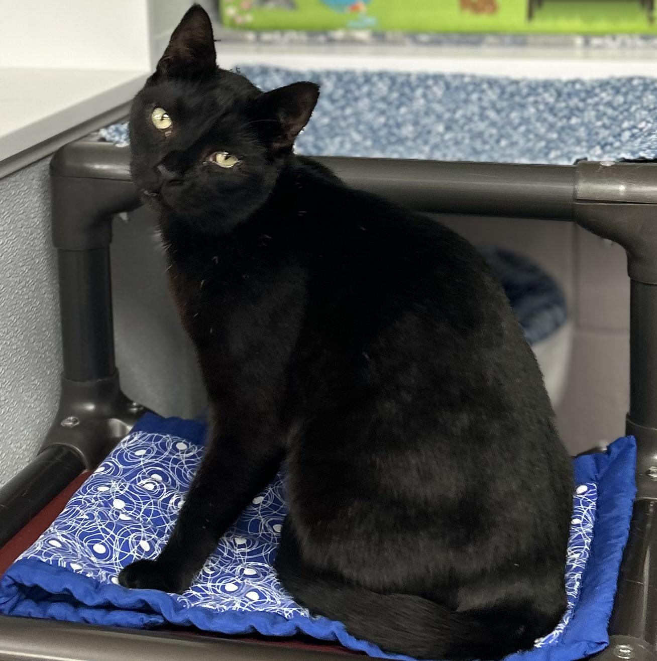 Enlarge Lefty, a ADOPTABLE Domestic Short Hair in Whitehall, PA image 3/3