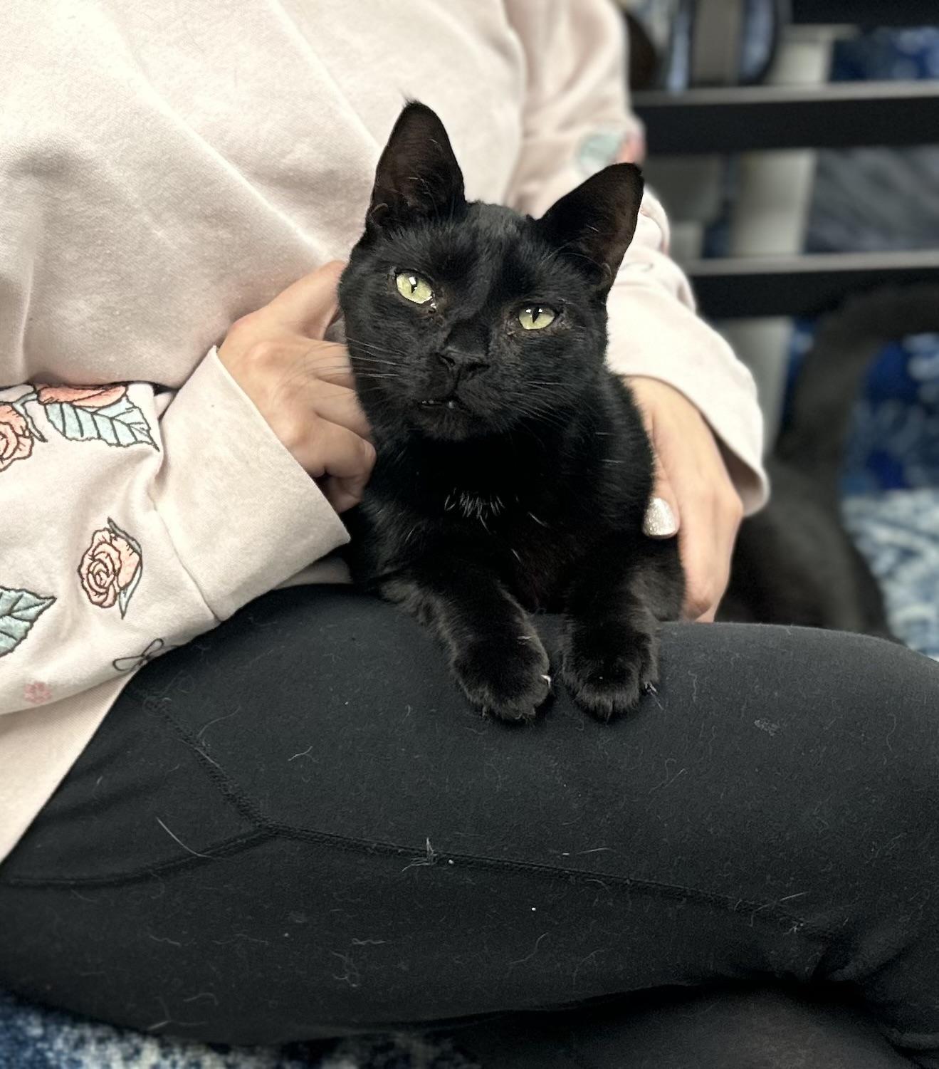 Enlarge Lefty, a ADOPTABLE Domestic Short Hair in Whitehall, PA image 2/3