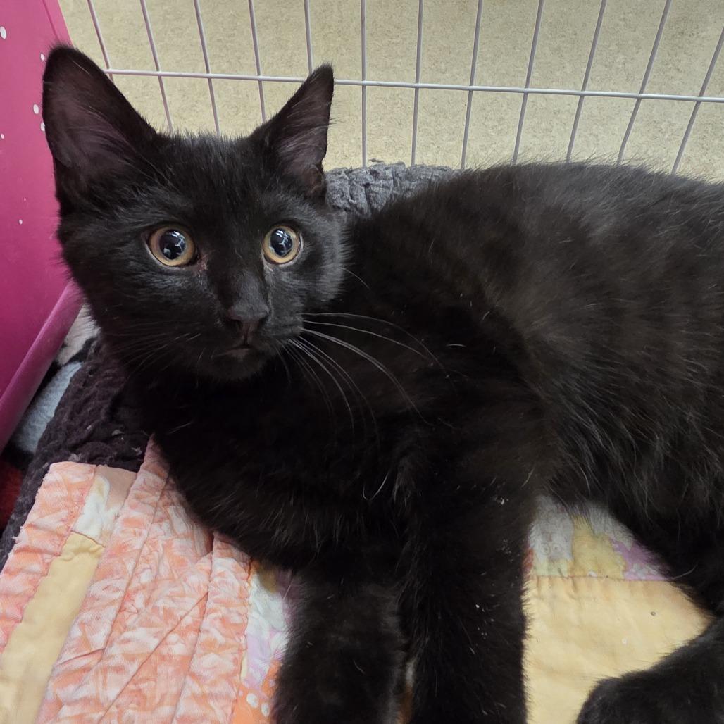 Yoshi, Adopted, Kitten Male Domestic Short Hair.