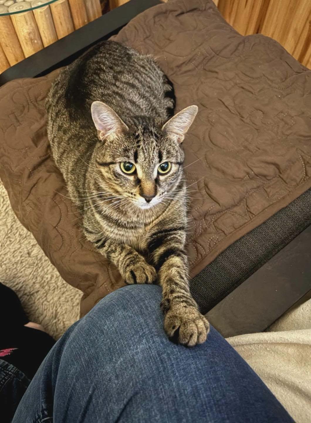 Enlarge Poppy, a ADOPTABLE Domestic Short Hair in Brantford, ON image 2/5