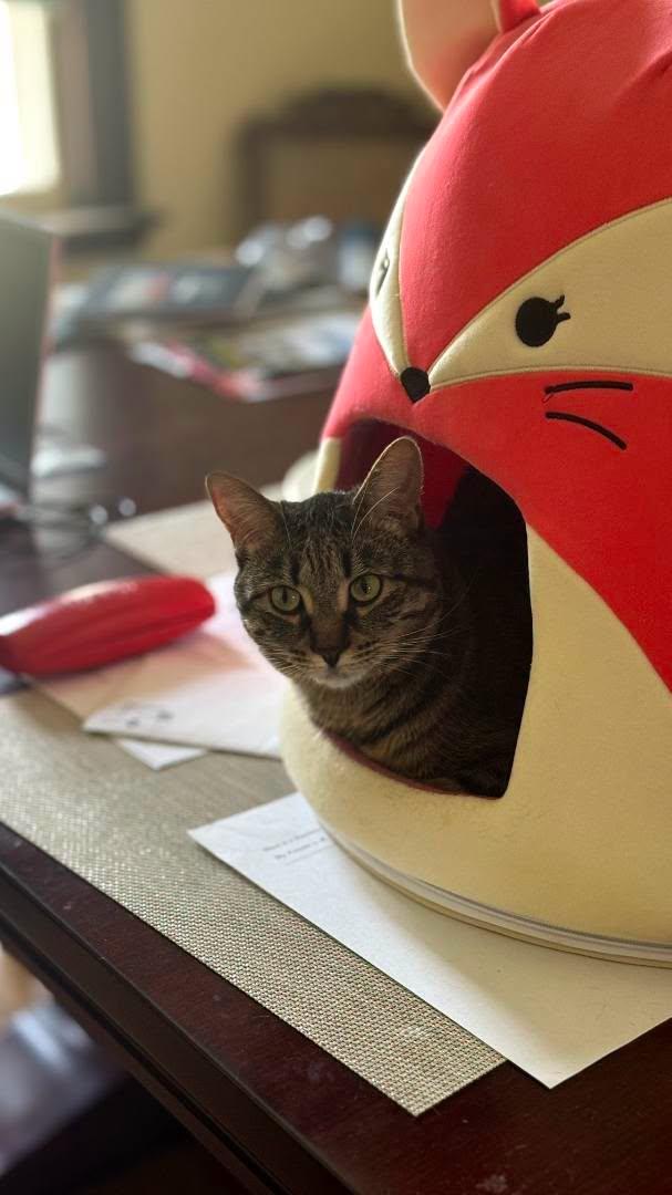 Enlarge Poppy, a ADOPTABLE Domestic Short Hair in Brantford, ON image 5/5