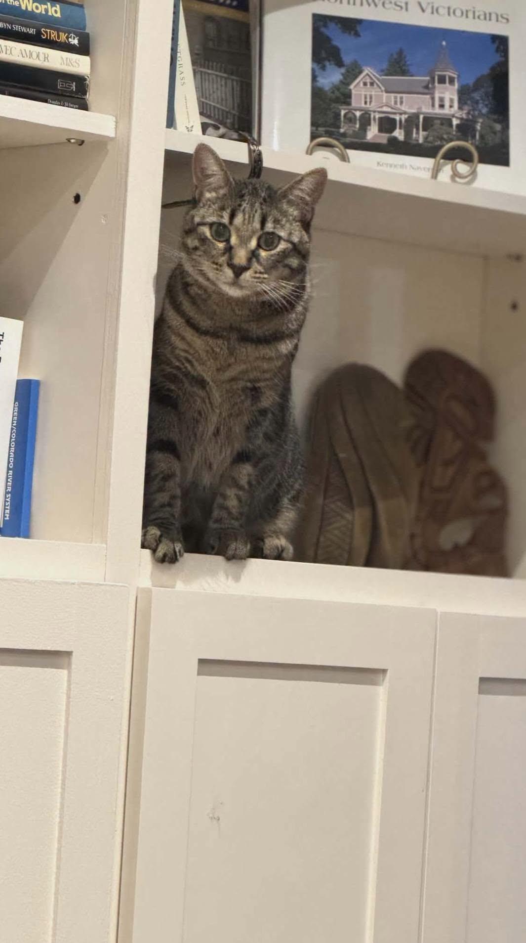Enlarge Poppy, a ADOPTABLE Domestic Short Hair in Brantford, ON image 3/5