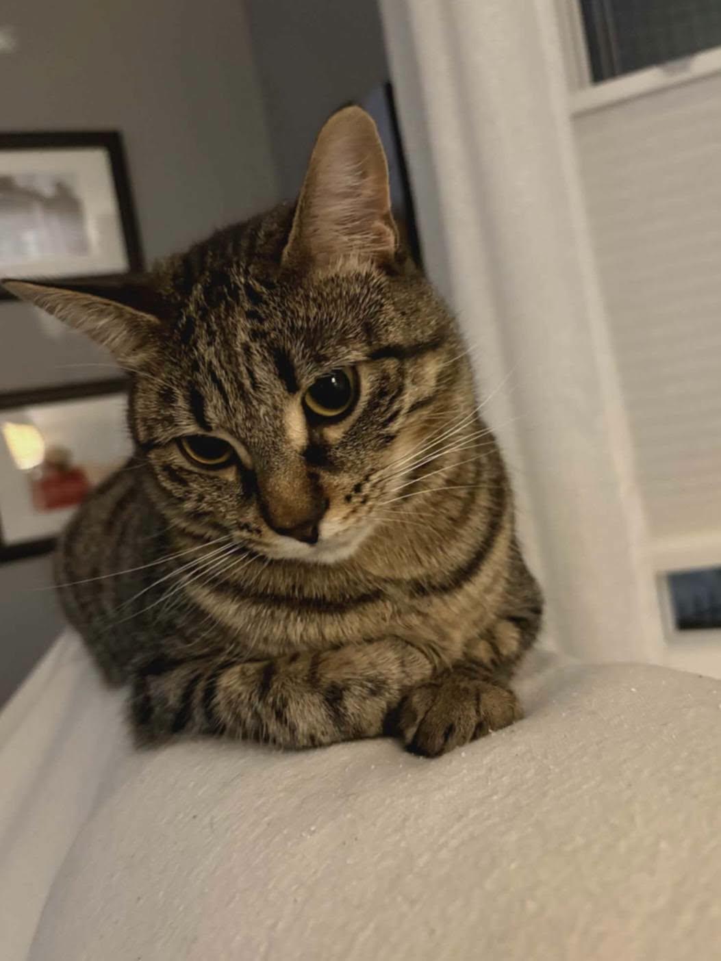 Enlarge Poppy, a ADOPTABLE Domestic Short Hair in Brantford, ON image 4/5