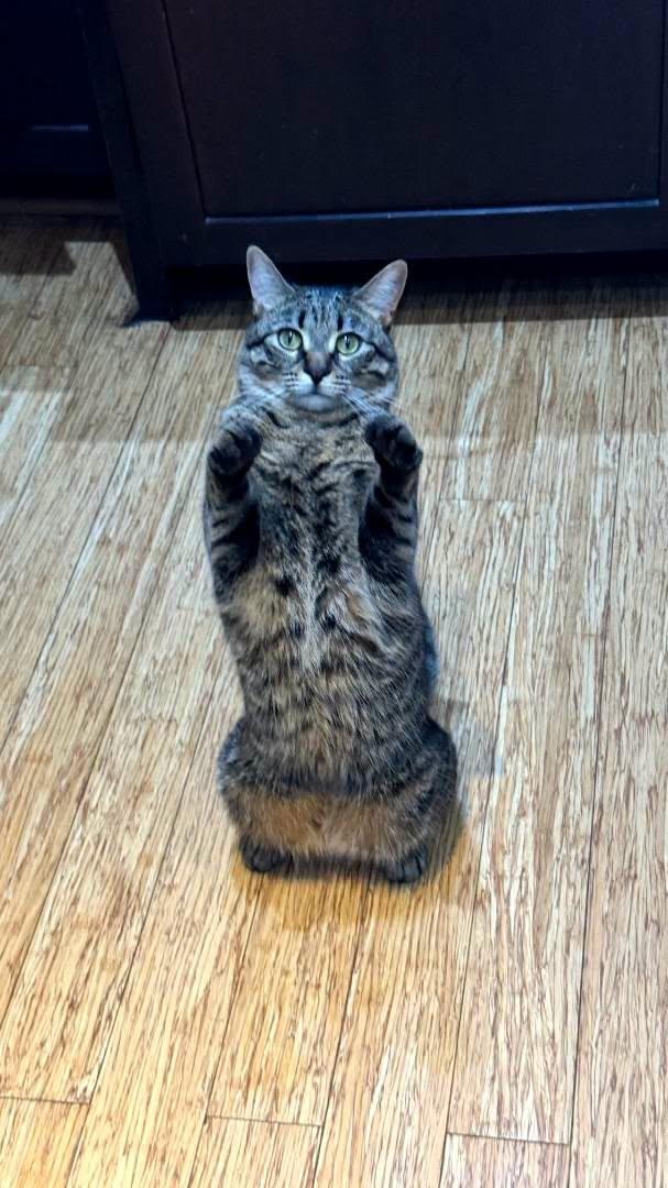 Poppy, ADOPTABLE, Adult Female Domestic Short Hair.