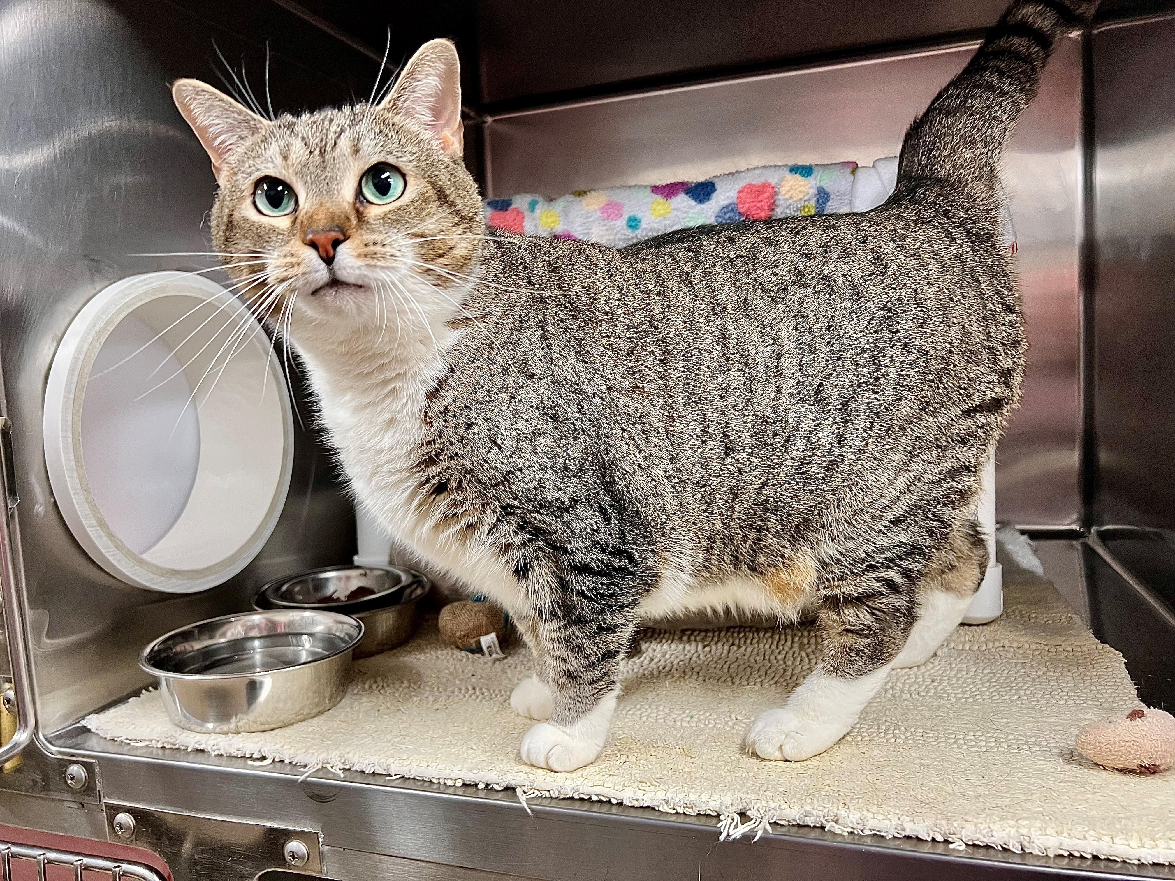 Mittens, a ADOPTABLE mixed breed in Frederick, MD image 3/5