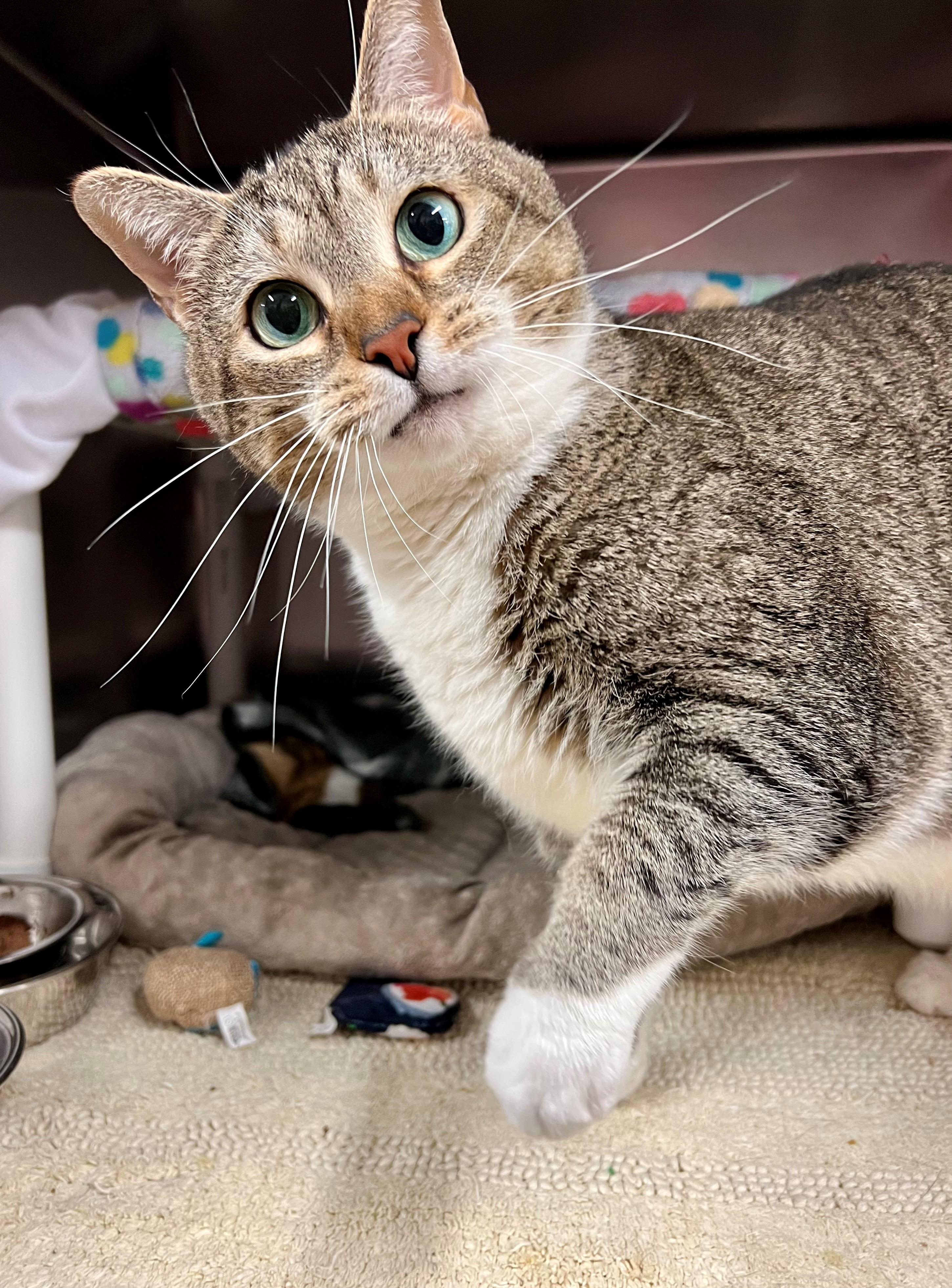 Mittens, ADOPTABLE, Adult Female Domestic Short Hair.