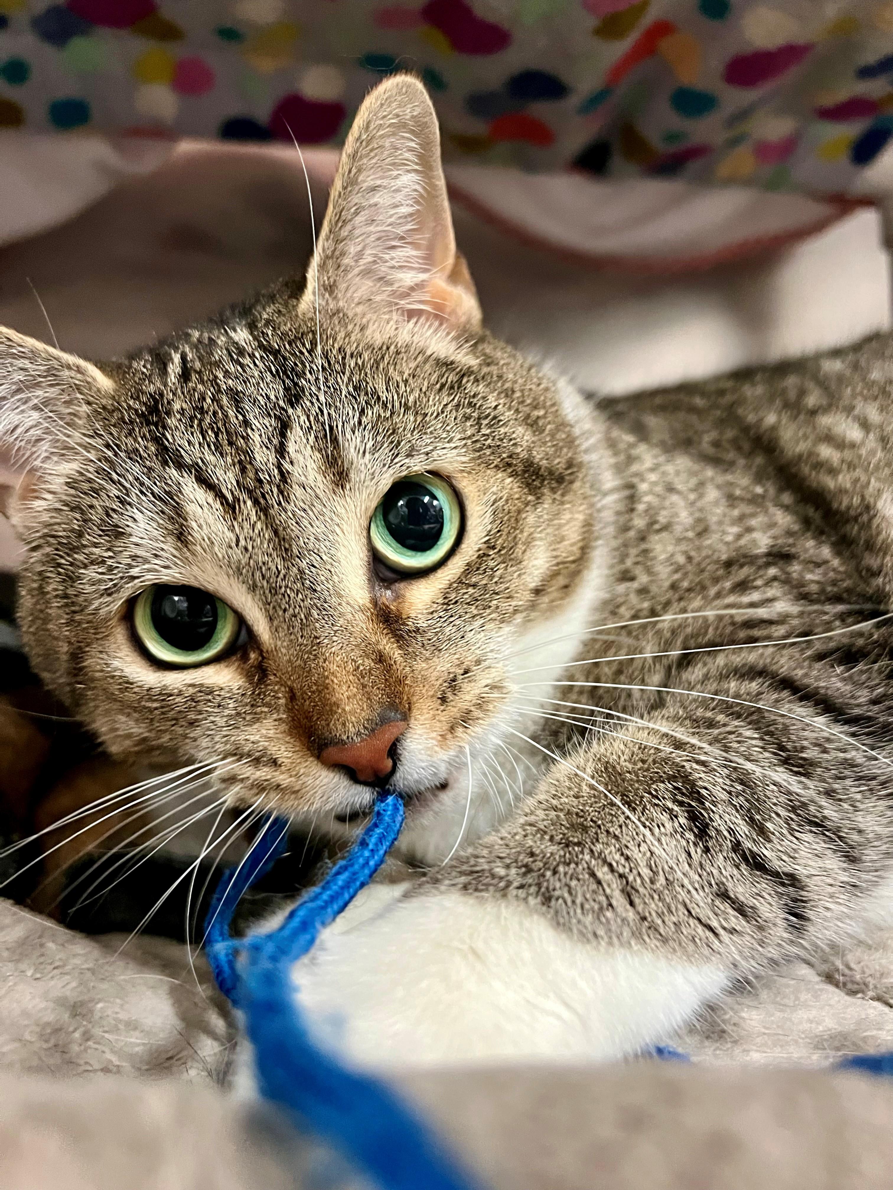 Mittens, a ADOPTABLE mixed breed in Frederick, MD image 2/5