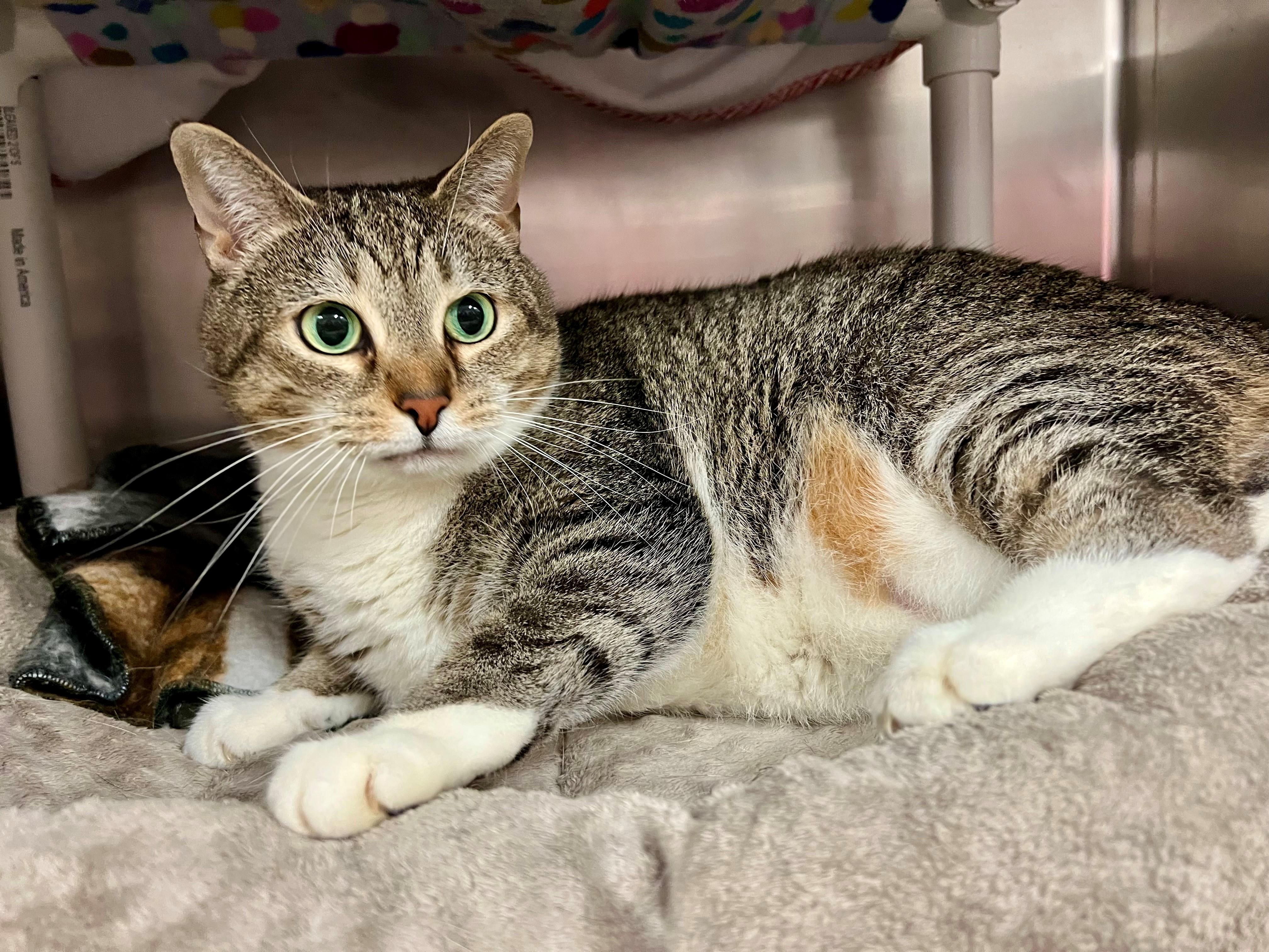 Mittens, a ADOPTABLE mixed breed in Frederick, MD image 5/5