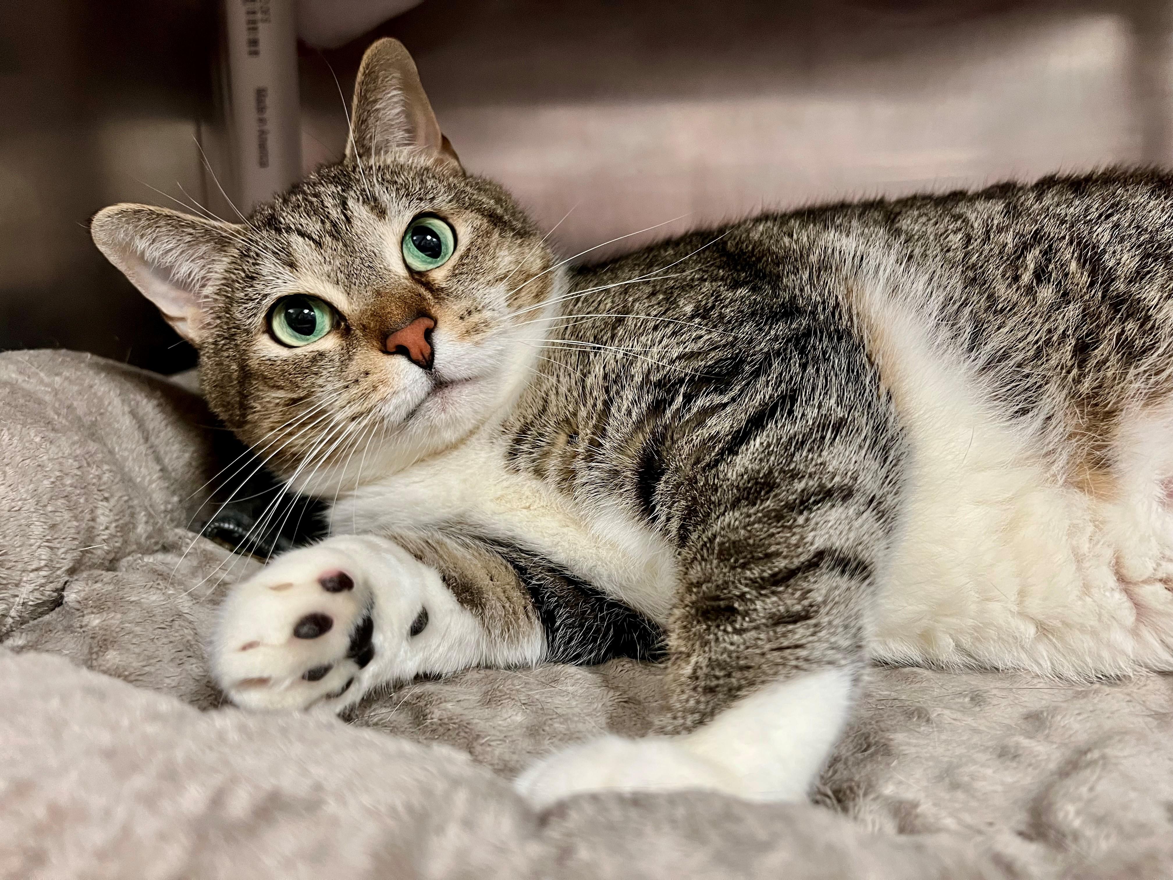 Mittens, a ADOPTABLE mixed breed in Frederick, MD image 4/5