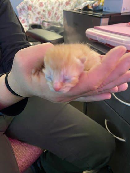 Ninja Kiwi, Adoptable, Kitten Male Domestic Short Hair & Domestic Short Hair.