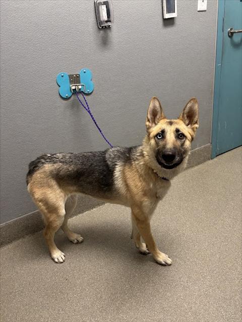 STARBUCKS, Adoptable, Young Female German Shepherd Dog.
