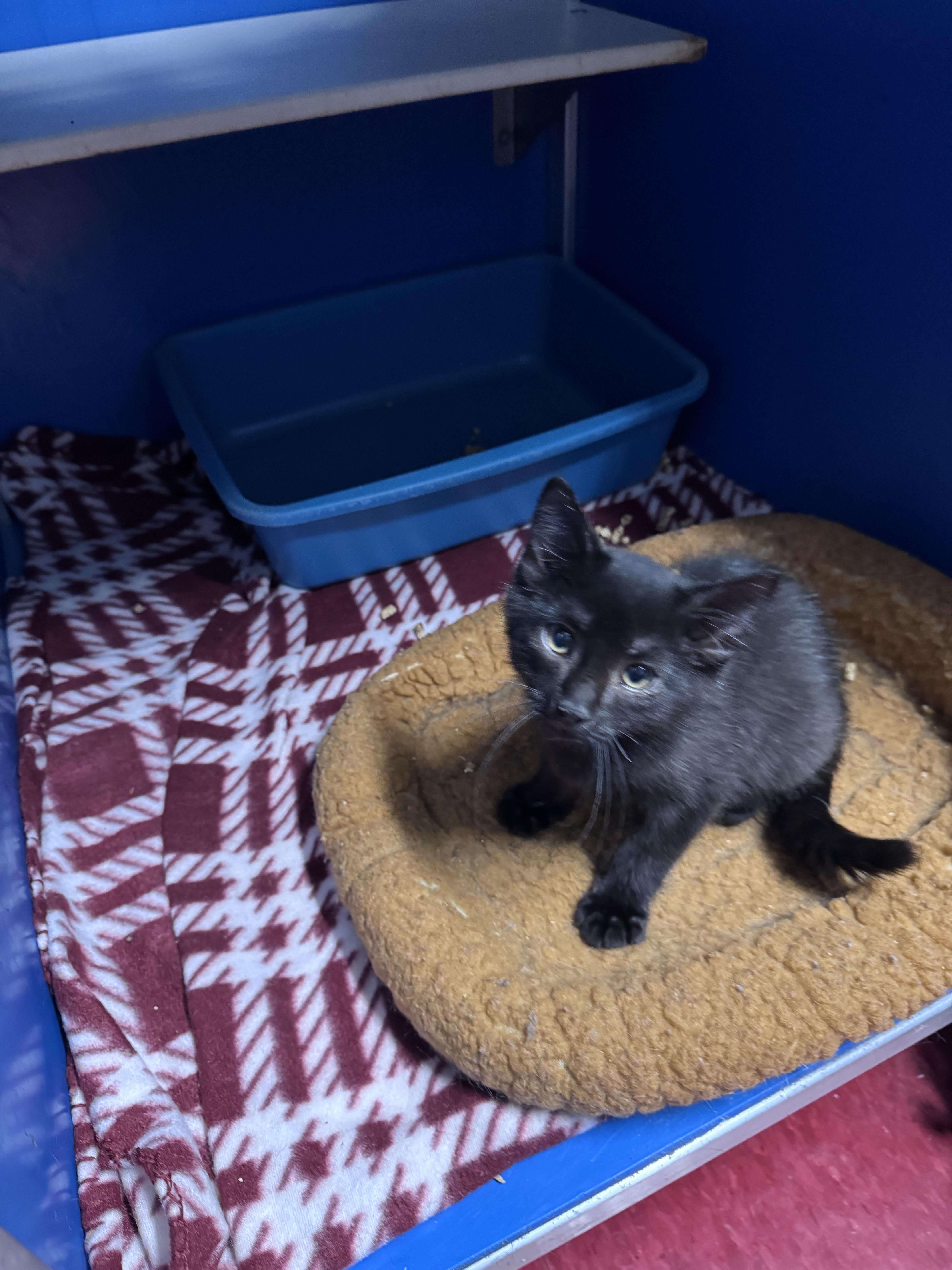 Bob, adopted, Kitten Male Domestic Short Hair.