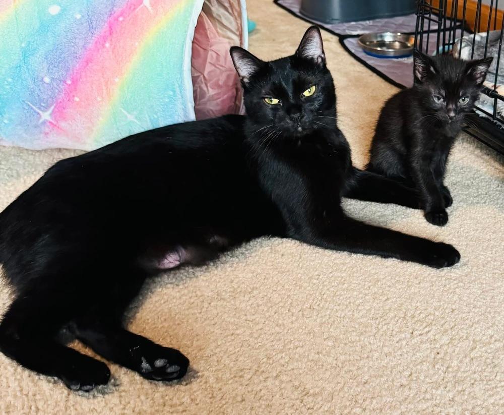 Cubbie Bear, Adoptable, Young Female Domestic Short Hair & Domestic Short Hair.