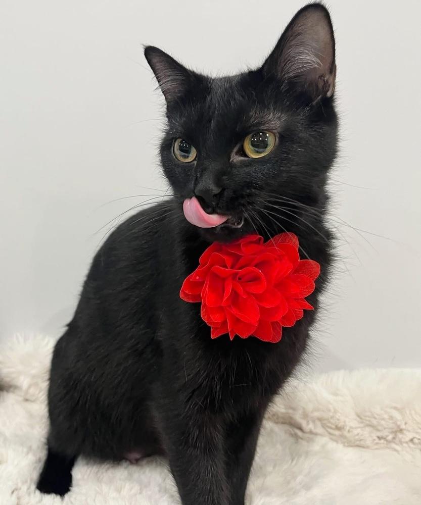 Enlarge Cubbie Bear, a Adoptable mixed breed in Poplar Grove, IL image 2/6