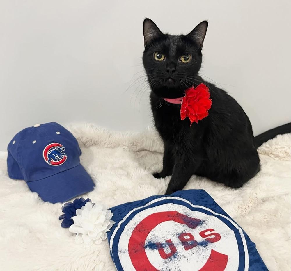 Enlarge Cubbie Bear, a Adoptable mixed breed in Poplar Grove, IL image 3/6