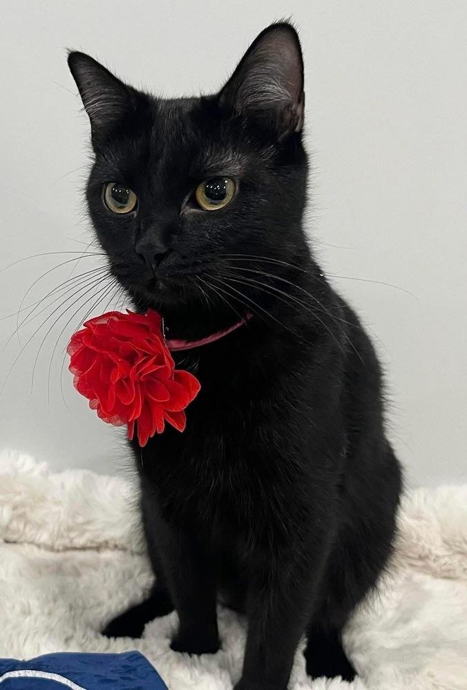 Enlarge Cubbie Bear, a Adoptable mixed breed in Poplar Grove, IL image 4/6