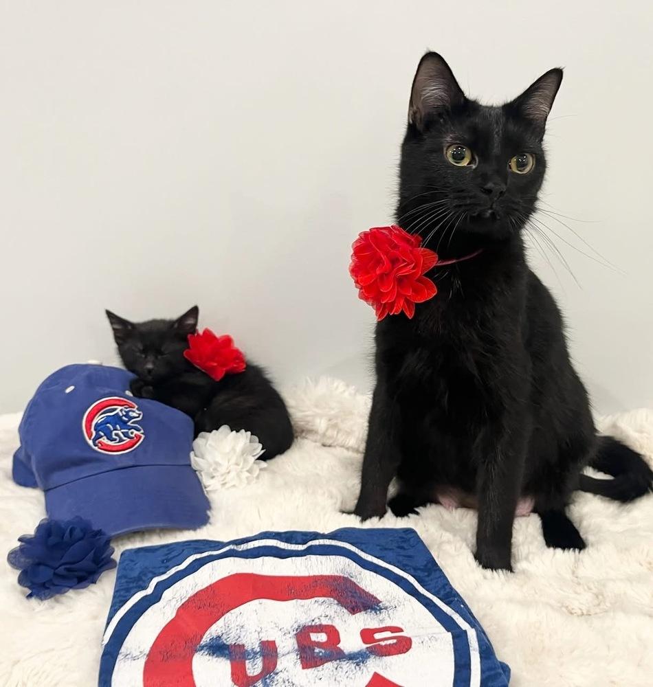 Enlarge Cubbie Bear, a Adoptable mixed breed in Poplar Grove, IL image 6/6