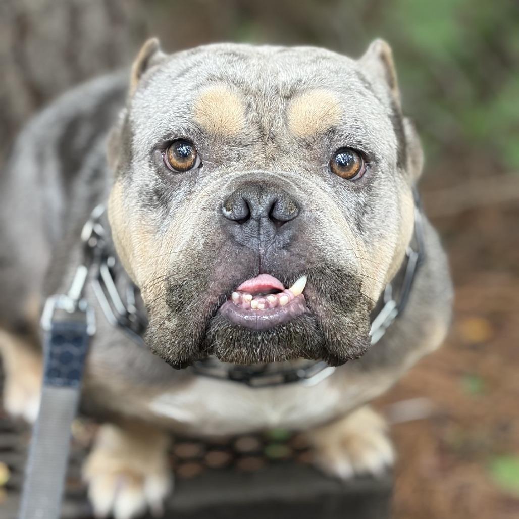 Enlarge Smalls 03-2034, a Adoptable mixed breed in Tyrone, GA image 1/6