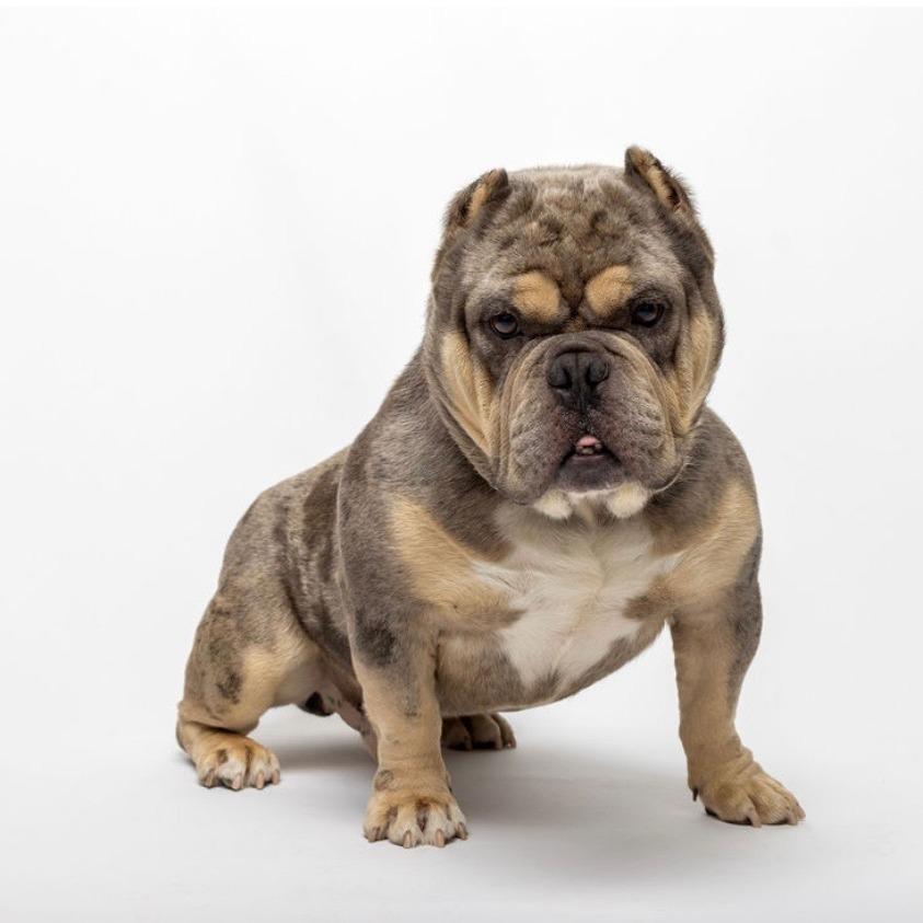 Enlarge Smalls 03-2034, a Adoptable mixed breed in Tyrone, GA image 2/6