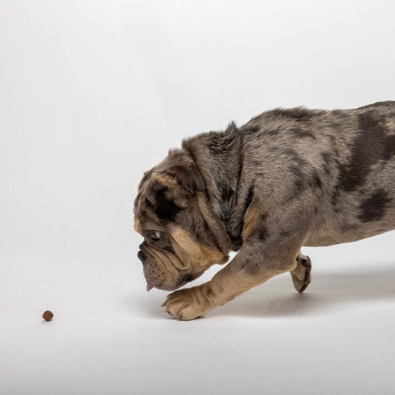 Enlarge Smalls 03-2034, a Adoptable mixed breed in Tyrone, GA image 3/6