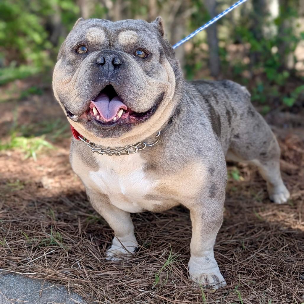 Enlarge Smalls 03-2034, a Adoptable mixed breed in Tyrone, GA image 4/6