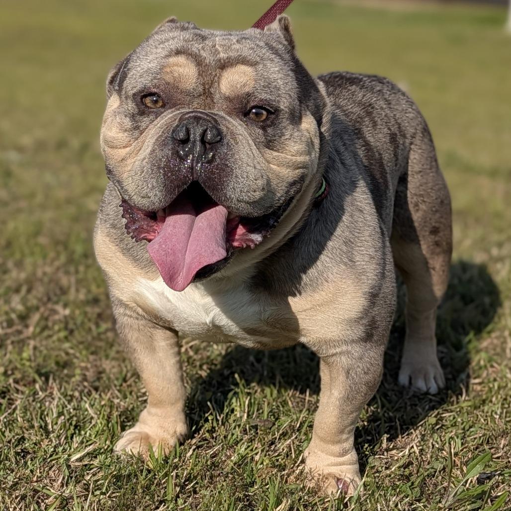 Enlarge Smalls 03-2034, a Adoptable mixed breed in Tyrone, GA image 5/6