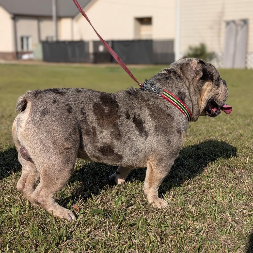 Enlarge Smalls 03-2034, a Adoptable mixed breed in Tyrone, GA image 6/6