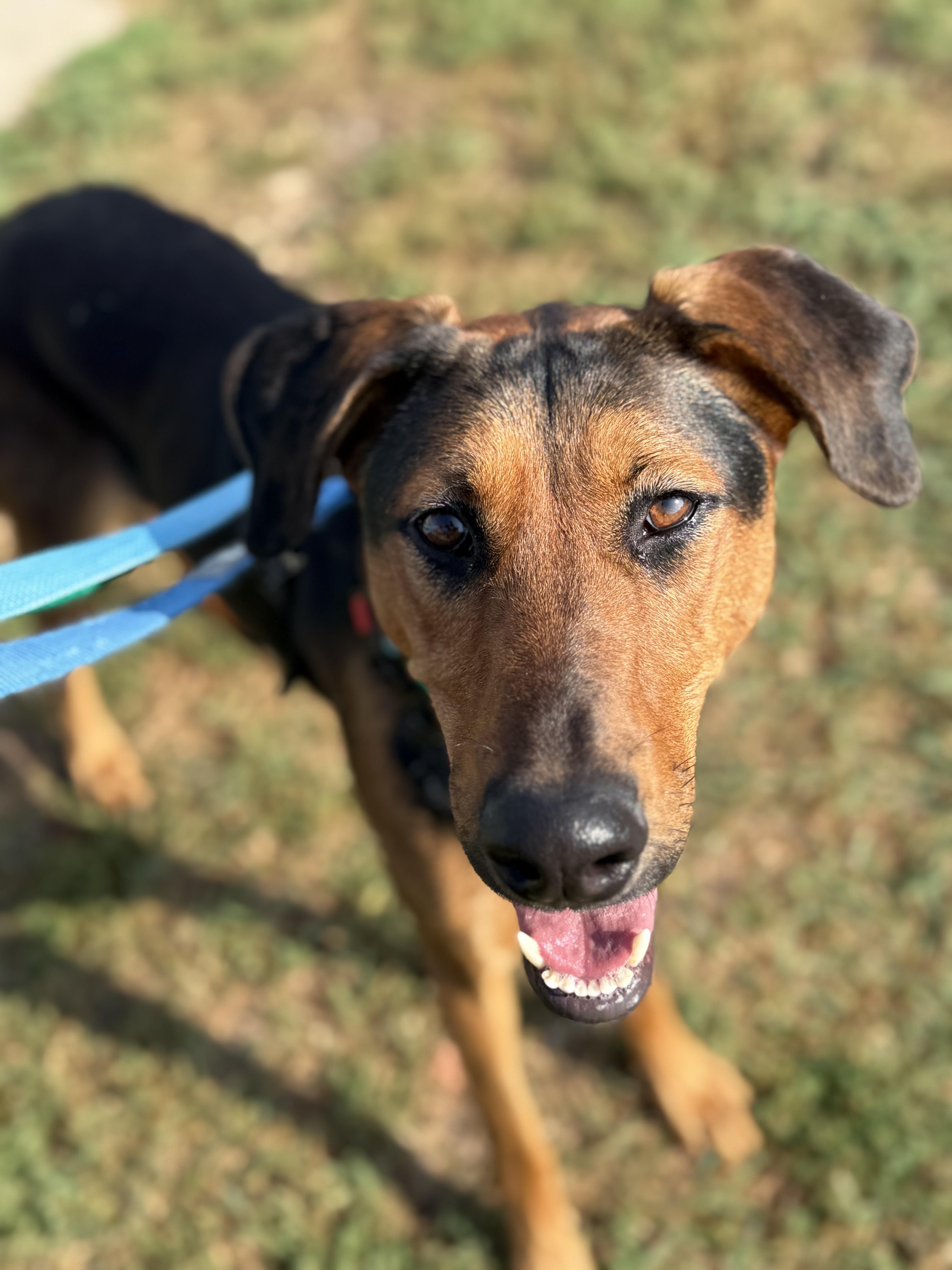 Trixie, Adoptable, Adult Female German Shepherd Dog & Doberman Pinscher.