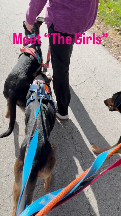 Enlarge Trixie, a Adoptable mixed breed in Crystal Lake, IL video 5/5