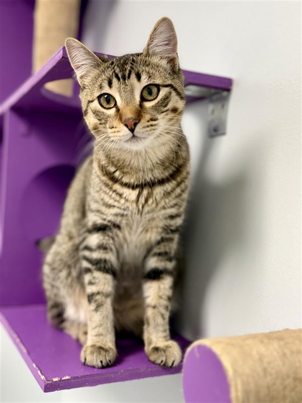 Enlarge Sugar Ray, a Adoptable Tabby in Grand Rapids, MI image 4/6