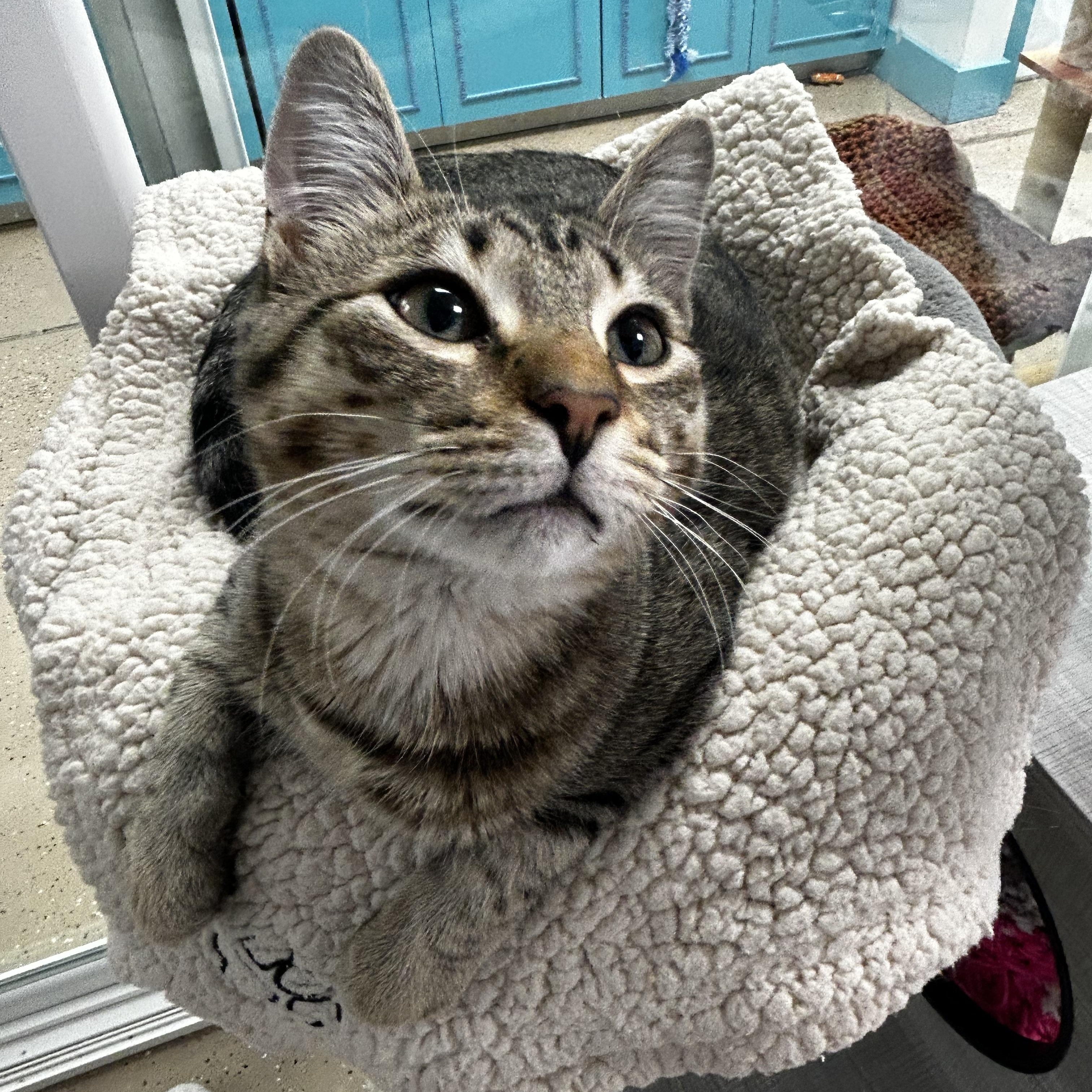 Sugar Ray, Adoptable, Kitten Male Tabby.