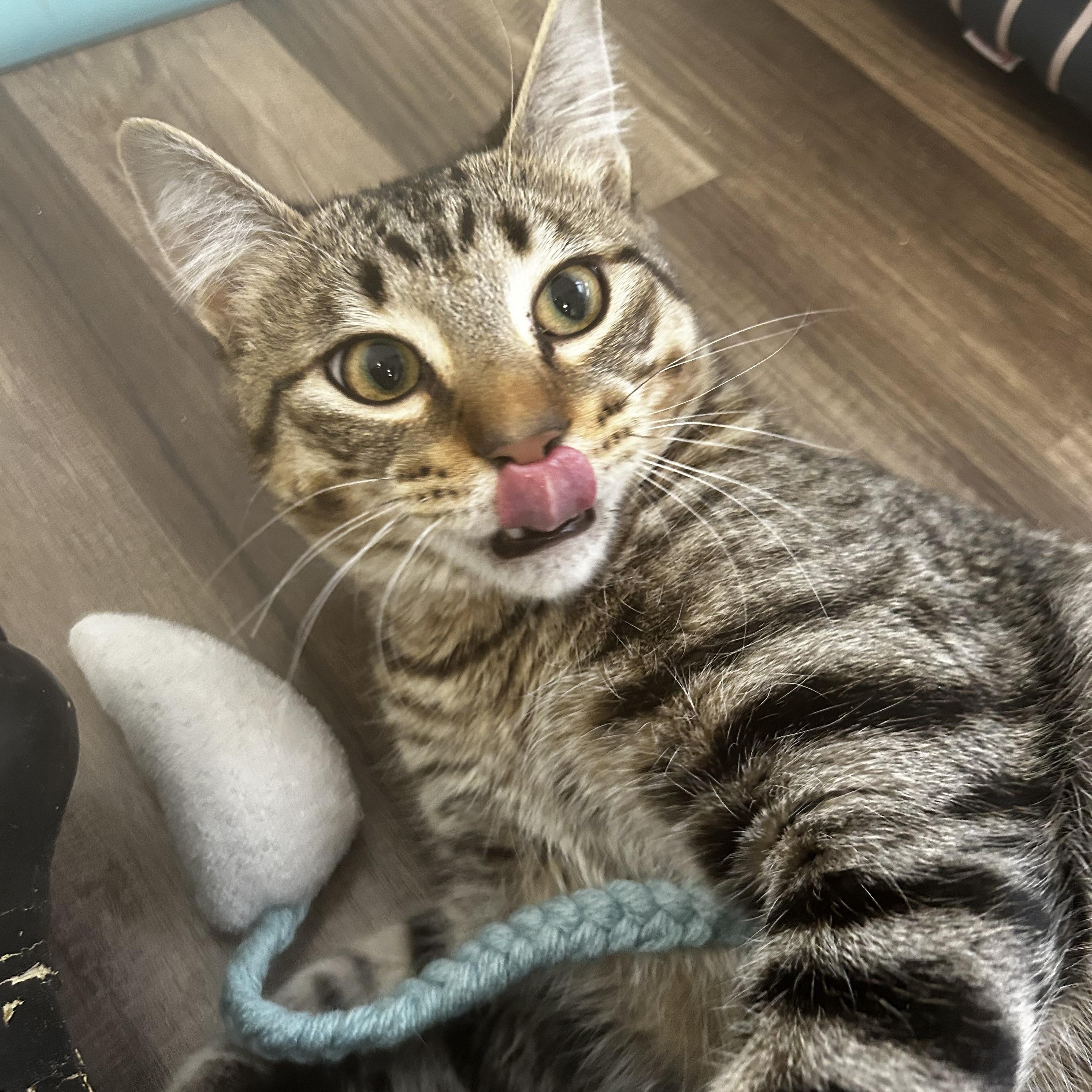 Sugar Ray, a Adoptable Tabby in Grand Rapids, MI image 5/6