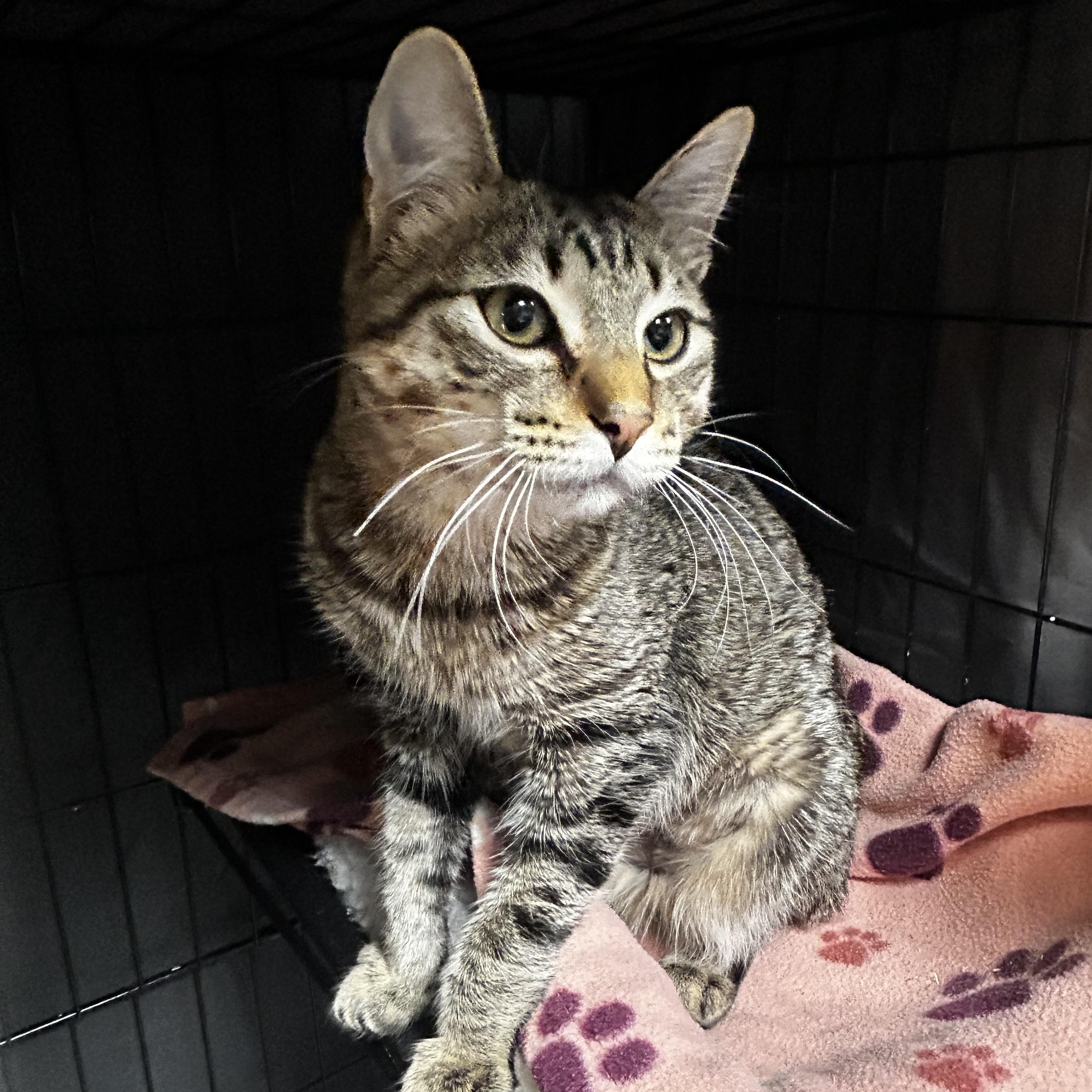 Sugar Ray, a Adoptable Tabby in Grand Rapids, MI image 6/6