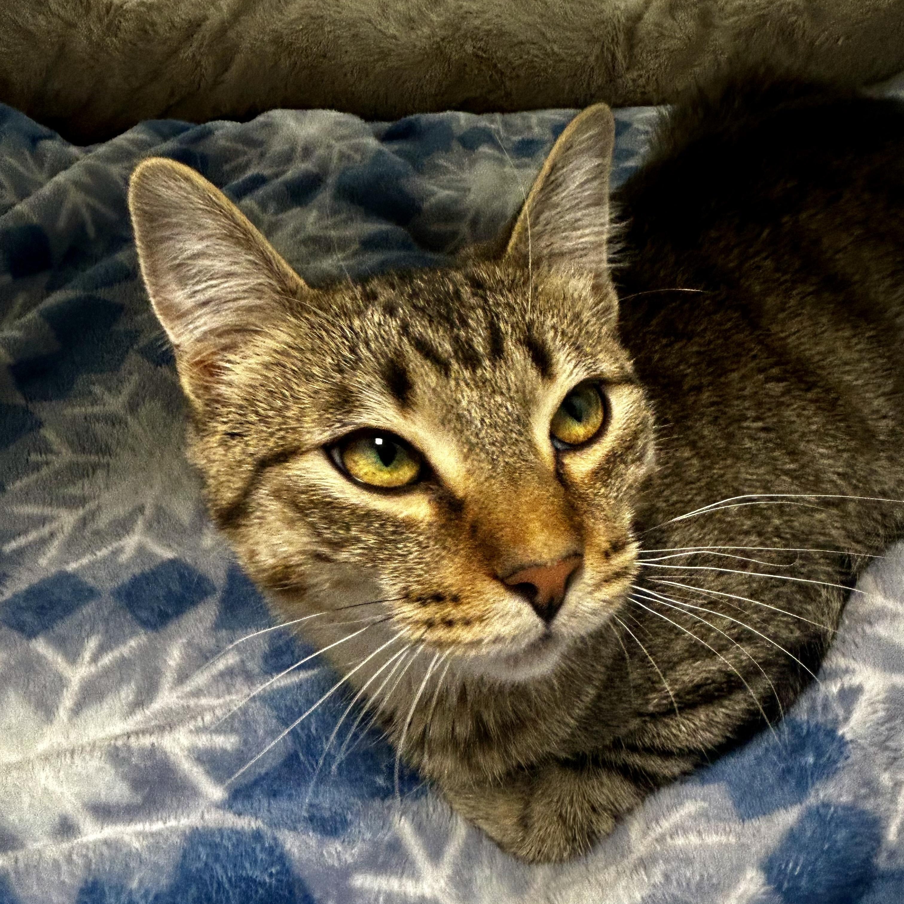 Enlarge Sugar Ray, a Adoptable Tabby in Grand Rapids, MI image 1/6