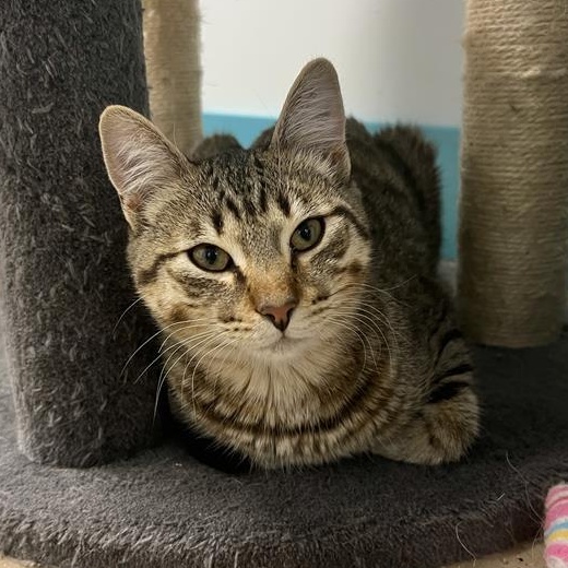 Sugar Ray, a Adoptable Tabby in Grand Rapids, MI image 1/6