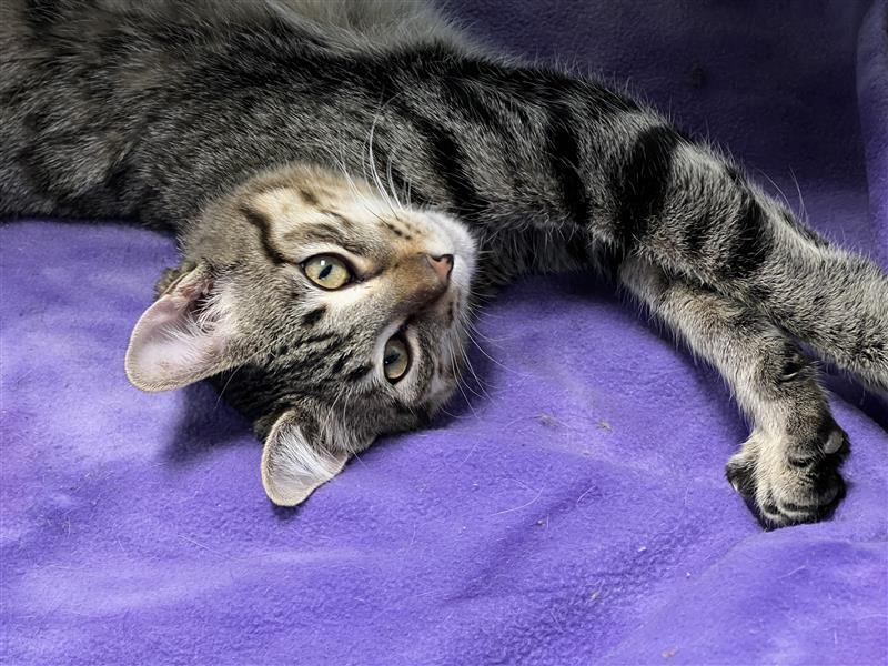 Sugar Ray, a Adoptable Tabby in Grand Rapids, MI image 2/6