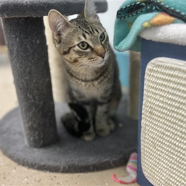 Sugar Ray, a Adoptable Tabby in Grand Rapids, MI image 3/6