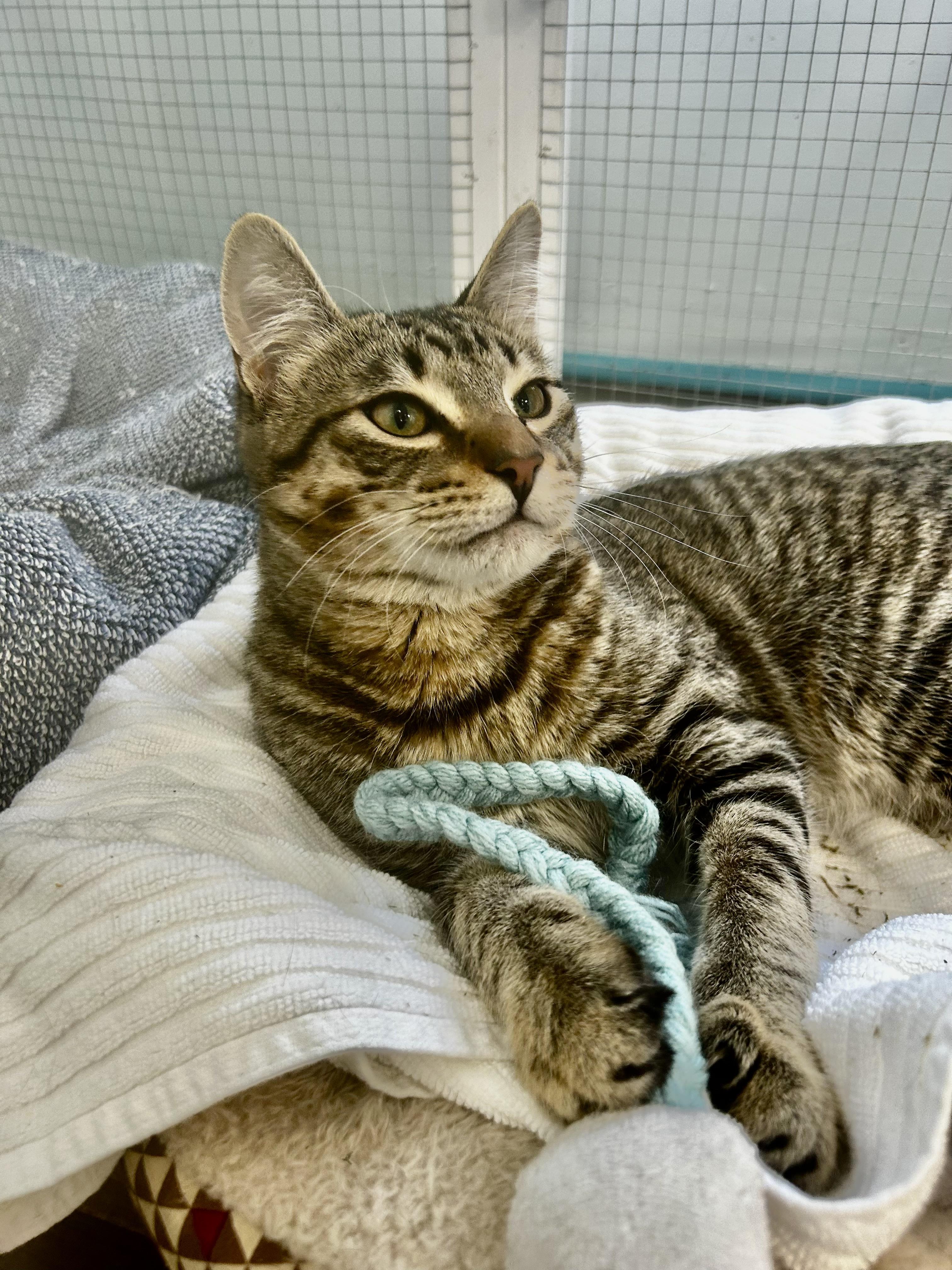Sugar Ray, Adoptable, Kitten Male Tabby.
