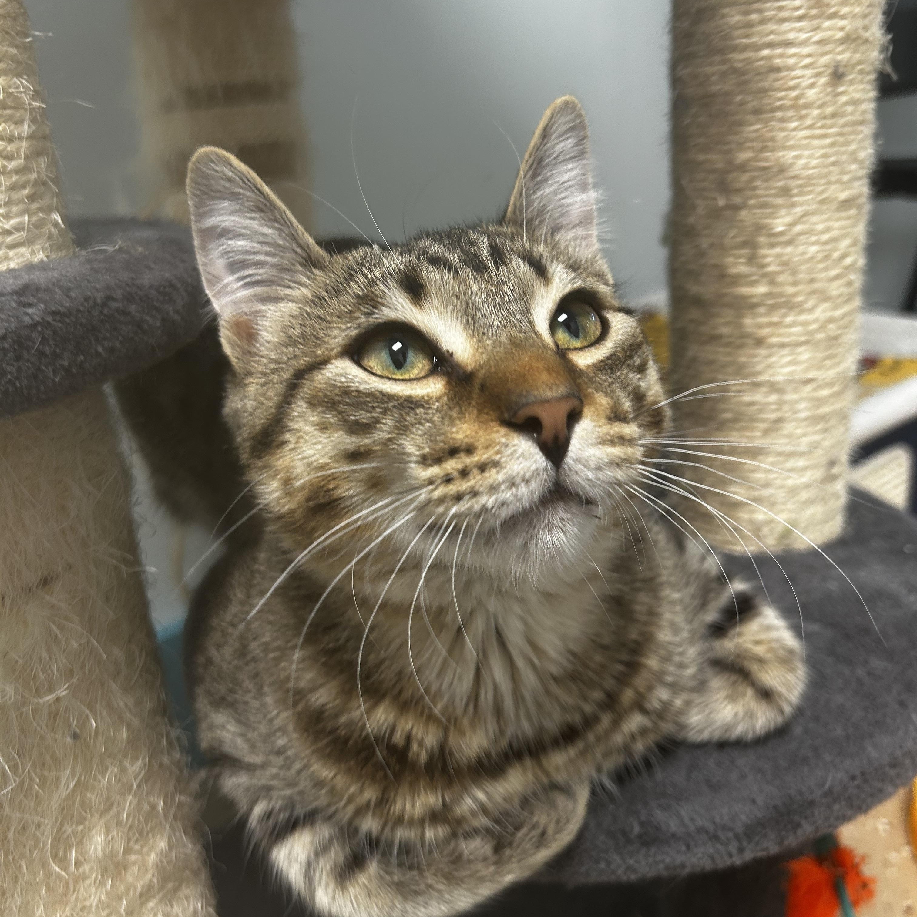 Enlarge Sugar Ray, a Adoptable Tabby in Grand Rapids, MI image 2/6