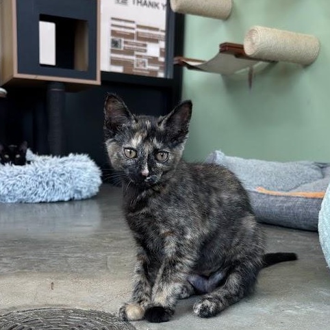 Baja Blast, ADOPTABLE, Young Female Domestic Short Hair.