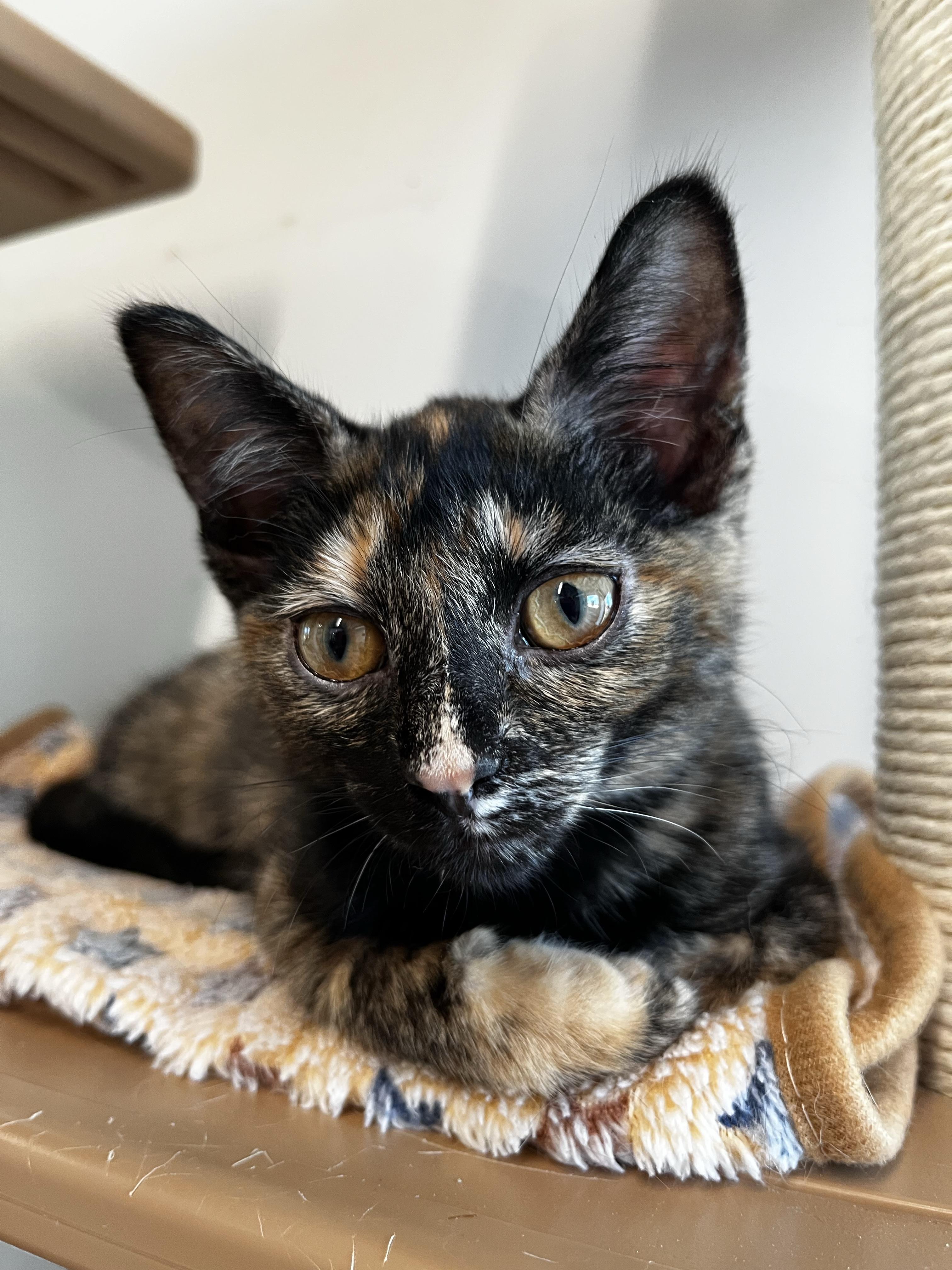 Baja Blast, Adoptable, Young Female Domestic Short Hair.