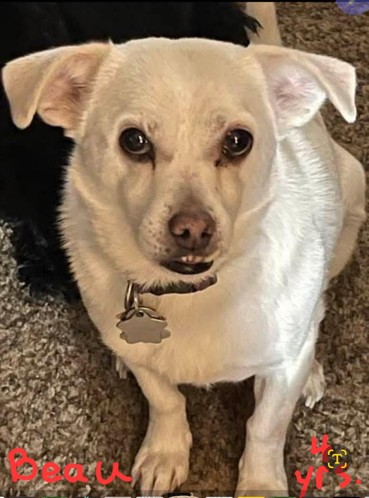 Beau, a Adoptable mixed breed in Polson, MT image 1/2