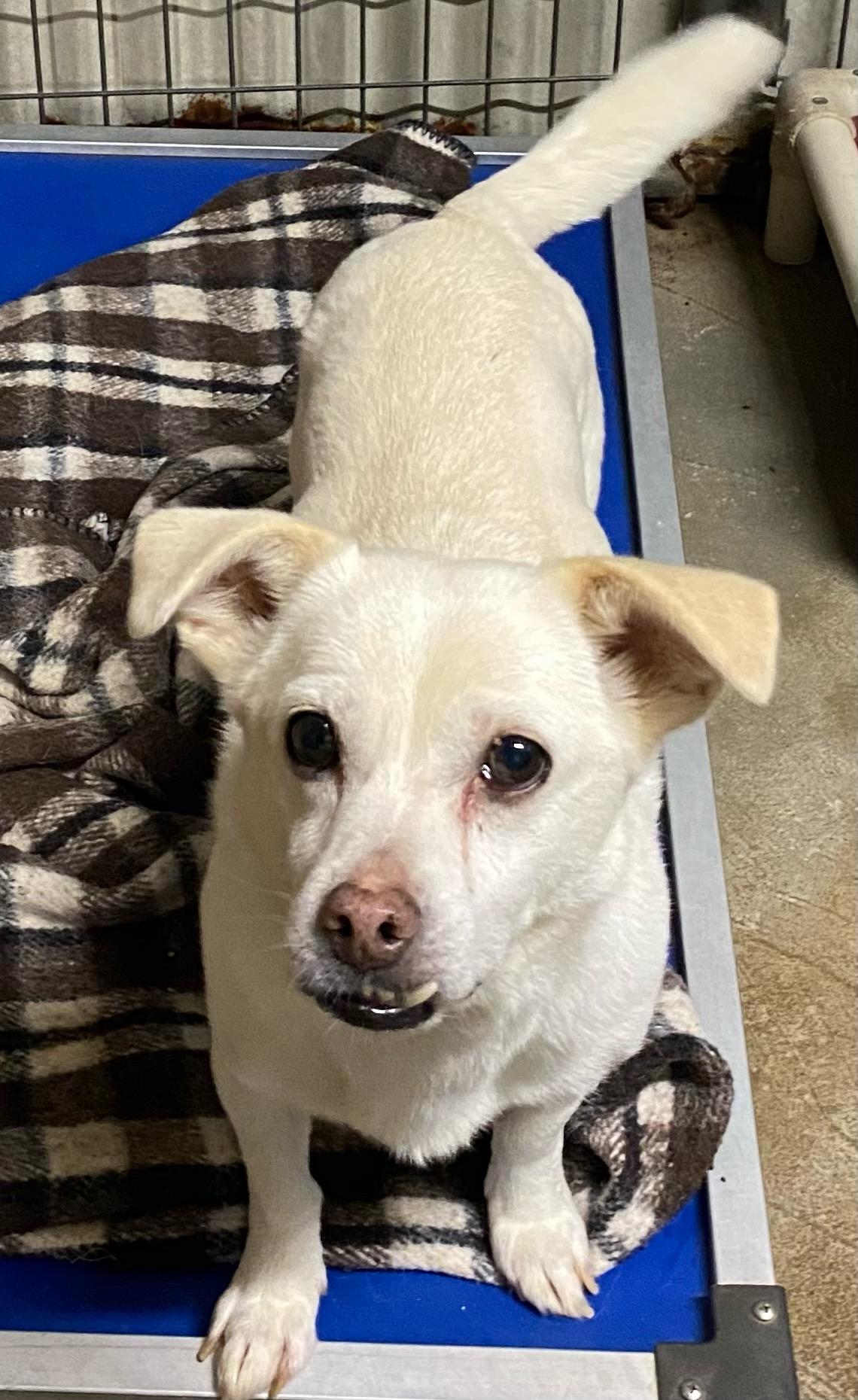 Beau, a Adoptable mixed breed in Polson, MT image 2/2