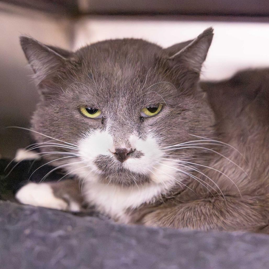 Enlarge Linus, a Adoptable Domestic Short Hair in Mentor, OH image 1/2