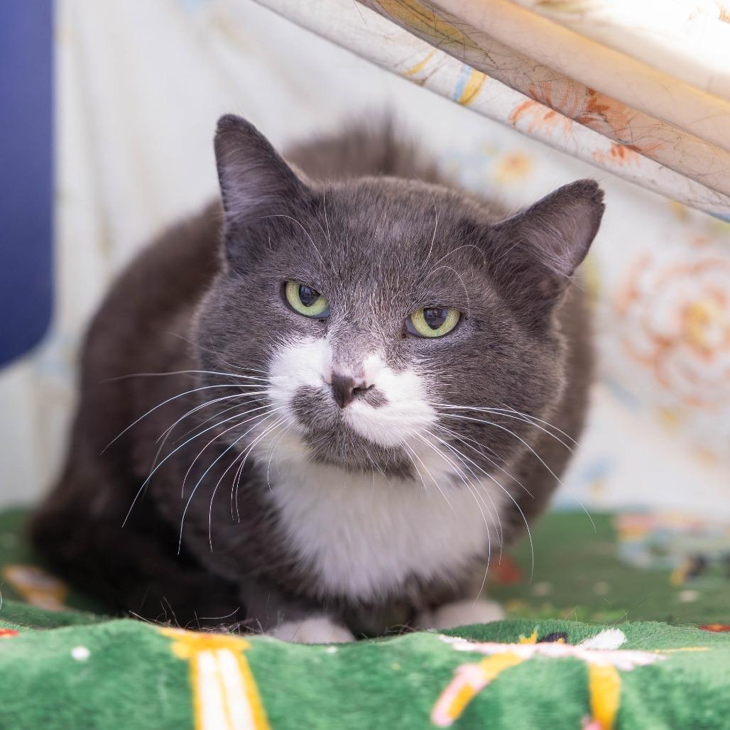 Linus — thumbnail 2