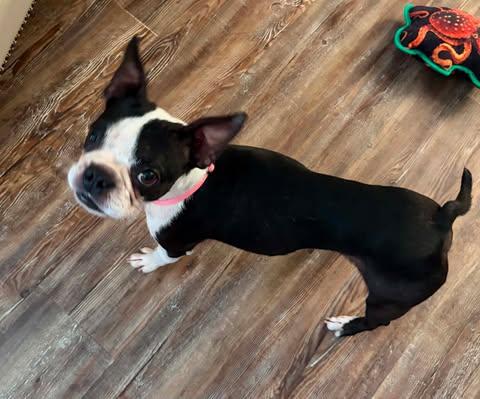 Enlarge Ellie, a ADOPTABLE Boston Terrier in Glocester, RI image 6/6