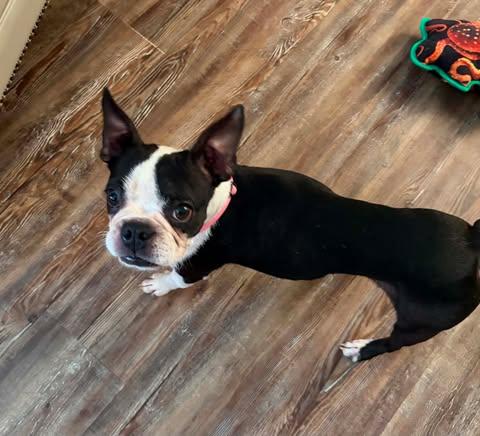Enlarge Ellie, a ADOPTABLE Boston Terrier in Glocester, RI image 5/6