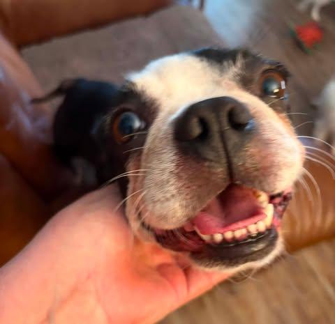Enlarge Ellie, a ADOPTABLE Boston Terrier in Glocester, RI image 1/6